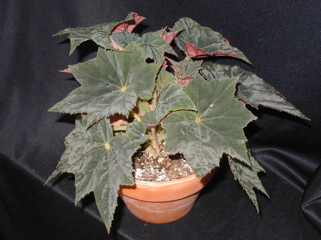 B. ‘Green Velvet’